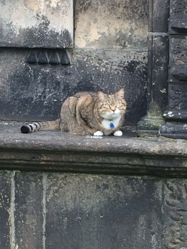 01 Scottish Cat
